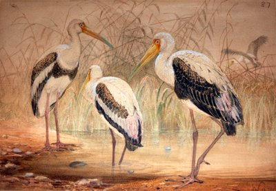 African Tantalus (Pseudotantalus ibis), 1856-67 by Joseph Wolf